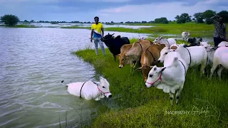 A Nature's Own Goshala | Now home to 3000+ Cattle | Nadipathy Goshala Nadipathy Village Hyderabad
