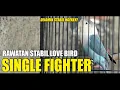 RAWATAN LOVE BIRD SINGLE FIGHTER