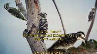 suara pikat pelatuk beras kombinasi