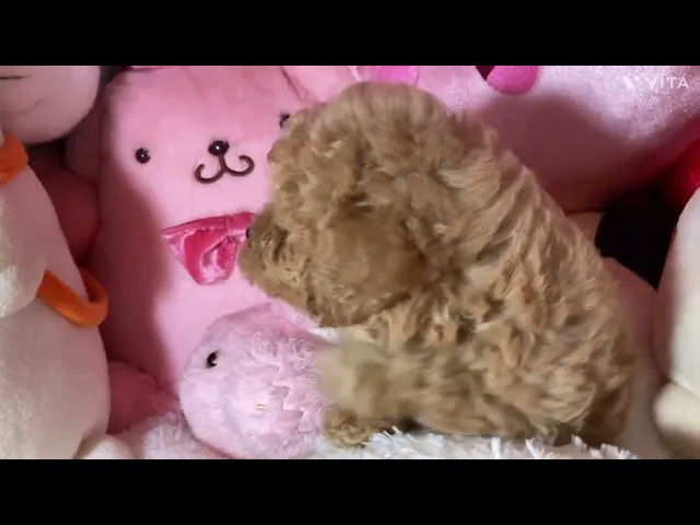 動画