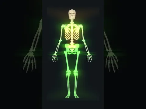 206 bones of human skeleton: 3d animation #humananatomy #skeletalsystem #biology