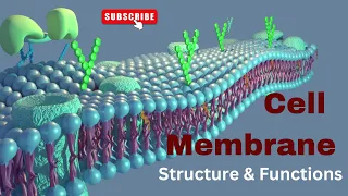 Cell membrane Structure and Functions Biology