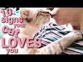 The LOVE language of Lynx point Siamese cats 10 SIGNS your CAT LOVES YOU - How cats say I LOVE YOU
