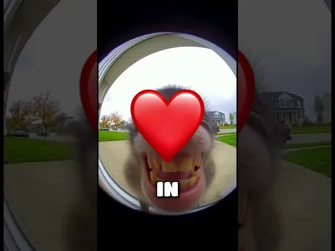 monkey shows off its clean teeth on camera 📸 #shorts
