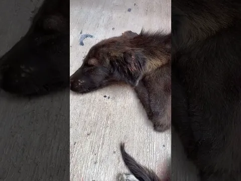 Va estar bien la perrita que rescate 💕