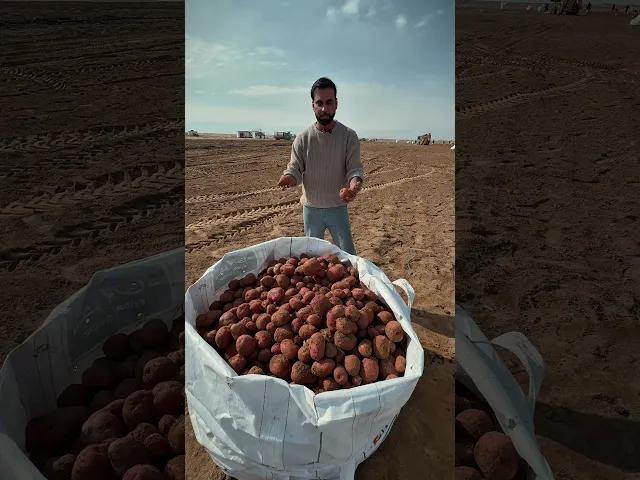 ⁣البطاطا الصناعية في صحراء كربلاء