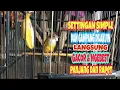 Download Lagu Tips Cara Setting Cucak Jenggot Agar Gacor Dan Ngebeset panjang Rapet MP3