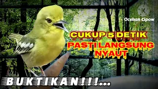 pancingan wajib agar sirtu bahan hasil ombyokan cepat bunyi dan cepat gacor 