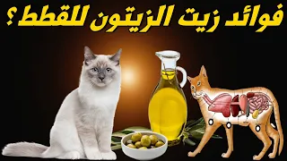 ما هى فوائد زيت الزيتون للقطط علاج امراض القطط في البيت امراض القطط 