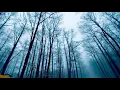 Spirit in the woods music || soothing music ||