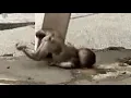 Download Lagu Baby monkey's big jump but failed