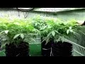 Seed to Shelf in 120 Days or Less - Day 58