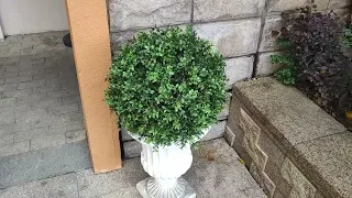 Amazon com 24 Real Touch Faux Boxwood Trees Set of 2 UV Resistant Indoor Outdoor Decor