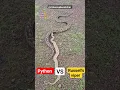 Download Lagu russell viper vs python 🐍। ajgar saamp aur viper saamp #shorts #youtubeshorts #viral