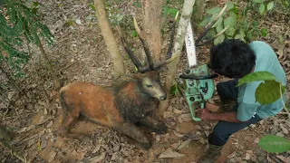  Deer trapped in a tree | മരത്തിൽ കുടുങ്ങിയ മ്ലാവ്