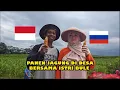 Download Lagu Panen Jagung Di Desa Bersama Istri Bule | Harvesting Corn As Foreign Couple