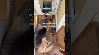 Dis-moi en commentaire : ton chien sur le bateau… il aide ou il empire les travaux ? 👇