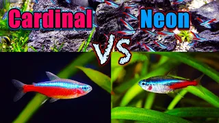 Cardinal Tetra vs Neon Tetra Which is Better