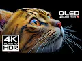 Download Lagu JAW DROPPING Video 4K HDR Dolby Vision - 60FPS Video