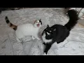 Download Lagu 7 Sounds Cats Make and What They Mean