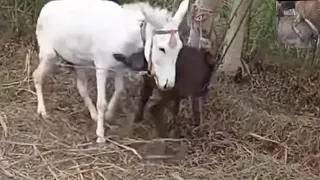 Donkey And Horse Mate Animalsmeeting Horse Upscgk Animalsmeeting 