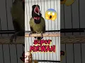 Download Lagu burung samyong gacor #birds #burung #kicaumania #birdsounds #samyong