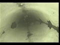 Tractor Supply Lapeer Sewer Inspection