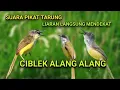 Download Lagu PALING AMPUH. SUARA PIKAT CIBLEK TEBU JANTAN TARUNG.
