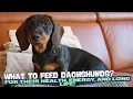 What to Feed Your Dachshund