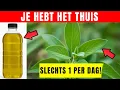 1 Blad dat Diabetes Vernietigt, Buikvet Smelt en Arteries Snel Reinigt! (Dokter Geschokt)
