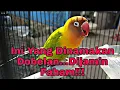 Download Lagu INILAH DOBELAN PADA BURUNG LOVEBIRD....DIJAMIN LANGSUNG FAHAM II Lovebird Galendo Ciamis