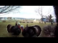 The Turkey Season