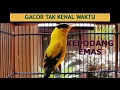 Download Lagu Suara Kepodang emas saling bersahutan !!! Suara kicau burung kepodang gacor gak berhenti