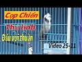 Lagu CỌP CH.IẾN - THỦ LĨNH , ĐẤU VỚI CHIM THUẦN CỰC SUNG // TUYỂN BỔI VIP GIÁ RẺ