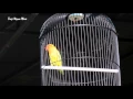 Download Lagu SUARA BURUNG : Heboh Aksi Love Bird Roro Real Ngekek 3 Menit Di Atas Gantanagan