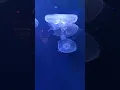 Lagu what is a group of jellyfish called riddle /#shorts #jelly #fish #videos