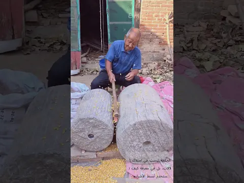 🌾 فصل حبوب الذرة بحجرين! ضربة عصا تكفي 🦀 حكمة الأجداد