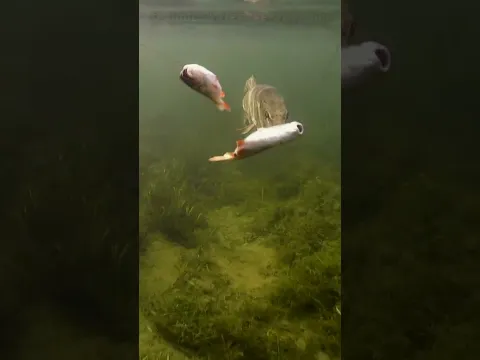 He did it 👌 dead bait comparison roach vs perch. P1.