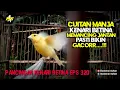 Download Lagu PANCINGAN KENARI BETINA MEMANGGIL JANTAN EPS 320#pancingankenaribetina #kicaumania #masteran 