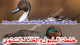 خلطة البلبول والحذف الشتوي Mix Of Northern Pintail And Eurasian Teal 