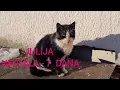 Download Lagu STREET CATS- Rano sam na terenu i hranim gladne mačke.!!!   -Valjevo                 Dejan Čupa Art