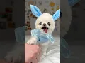 The FUNNY Easter Bunny Chis Wish You Happy Easter