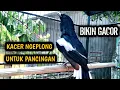 Download Lagu KACER NGEPLONG UNTUK PANCINGAN KACER MALAS JADI GACOR !! PANCINGAN KACER GACOR PASTI NYAUT AMPUH.
