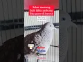 Download Lagu perkutut lokal alam gacor di bawah lantai #perkutut #gacor #masteran #pikat #turtledove #dove #birds