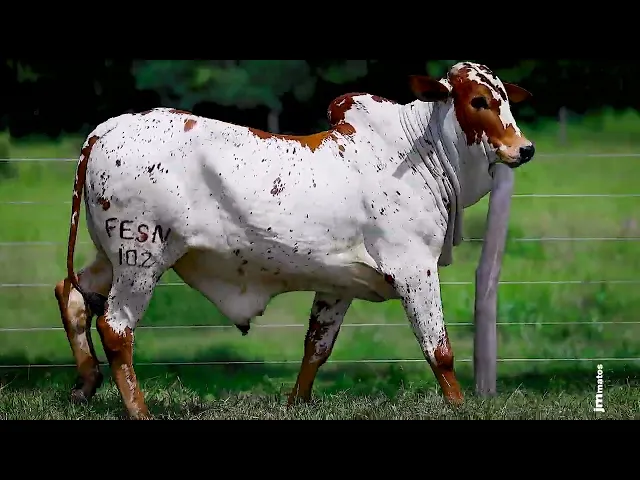 Touro Nelore FESN - 102