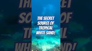 Parrotfish The Secret Source of Tropical White Sand! 🏖️