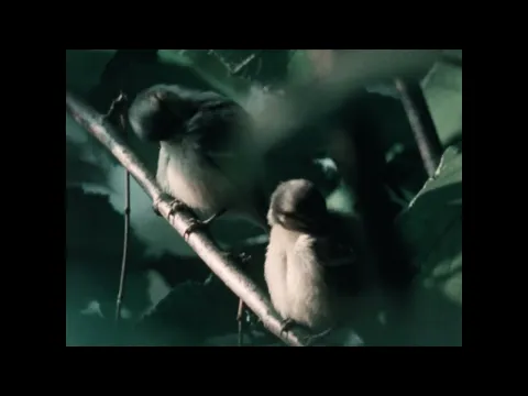 Biomes: Temperate Deciduous Forest (1989)