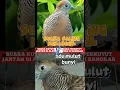Download Lagu Adu mulut suara perkutut jantan n betina saling memanggil perkutut biar rame bunyi #platm  #dove
