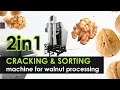Nutcracker with sorting function Industrial walnut cracking machine 2in1