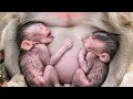 Baby Monkey Live Stream - Your Daily Happiness Dose
